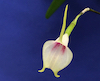 Masdevallia floribunda ssp. tuerckheimii